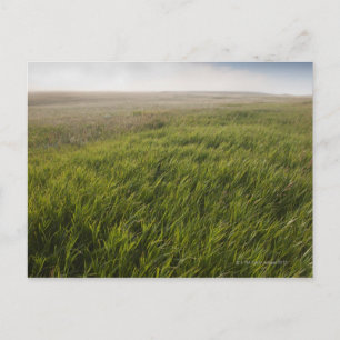 Prairie Grass Postcard