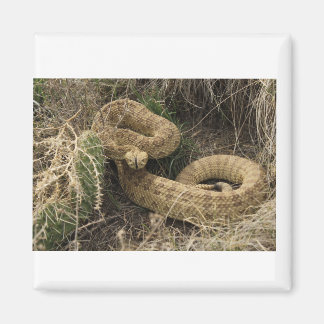 Prairie rattlesnake with cactus magnet