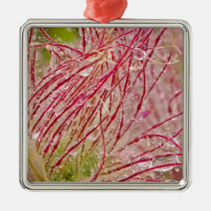 Prairie Smoke in the rain at Theodore Metal Tree Decoration