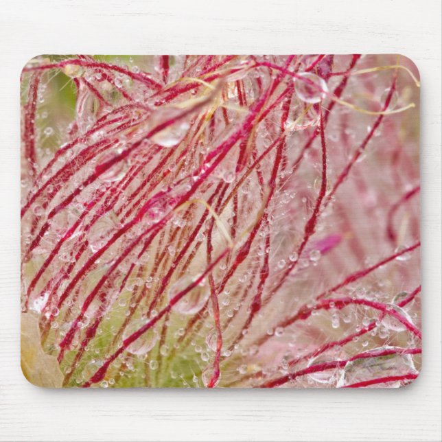 Prairie Smoke in the rain at Theodore Mouse Pad (Front)