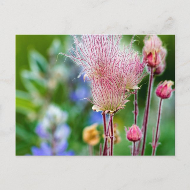 Prairie Smoke Wildflowers In Aspen Grove 2 Postcard (Front)