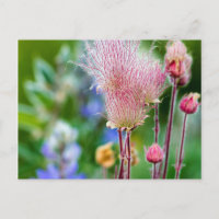 Prairie Smoke Wildflowers In Aspen Grove 2