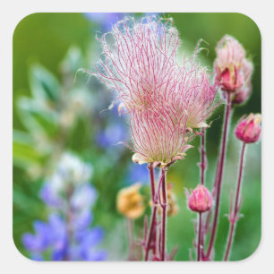 Prairie Smoke Wildflowers In Aspen Grove 2 Square Sticker