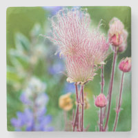 Prairie Smoke Wildflowers In Aspen Grove 2
