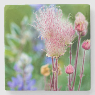 Prairie Smoke Wildflowers In Aspen Grove 2 Stone Coaster