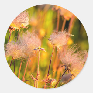 Prairie Smoke Wildflowers In Aspen Grove Classic Round Sticker