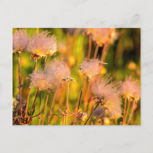 Prairie Smoke Wildflowers In Aspen Grove Postcard