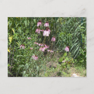 Prairie Views Postcard