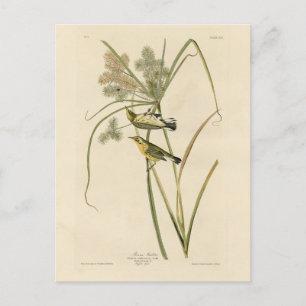 Prairie Warbler from Audubon's Birds of America Postcard