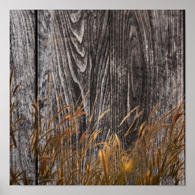 Prairie Wheat On Barn Board Poster (Front)