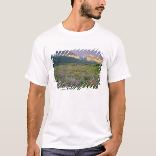 Prairie wildflowers along Lake Sherbourne in the T-Shirt