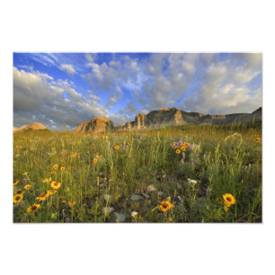 Prairie Wildflowers at Windy Creek in the Many Photo Print