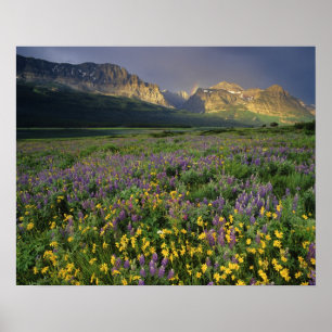 Prairie wildflowers fill meadow near Lake Poster