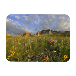 Prairie Wildflowers in Many Glacier Valley at Magnet