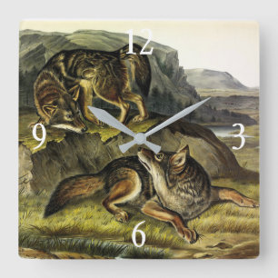 Prairie Wolf (Coyote) from Audubon's Quadrupeds Square Wall Clock