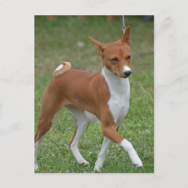 Prancing Basenji Dog Postcard (Front)