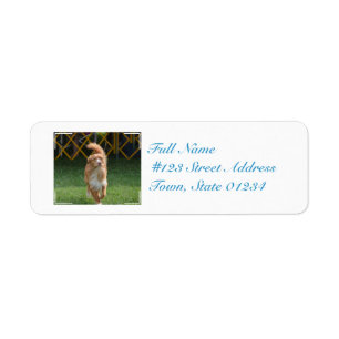 Prancing Nova Scotia Retriever