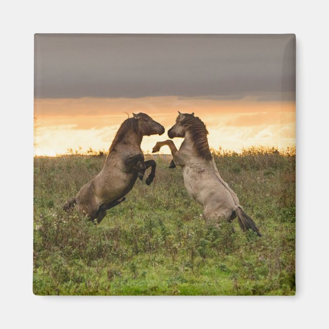 Prancing wild horses magnet (Front)