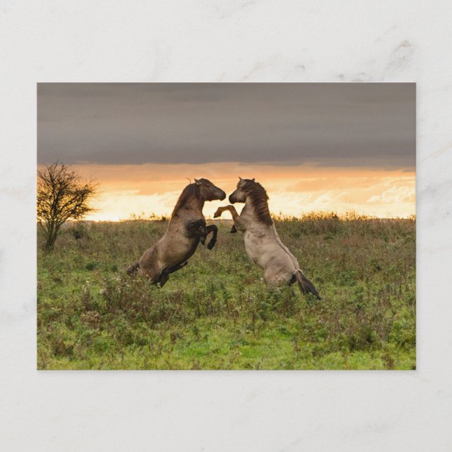 Prancing wild horses postcard (Front)