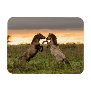 Prancing wild horses rectangular magnet