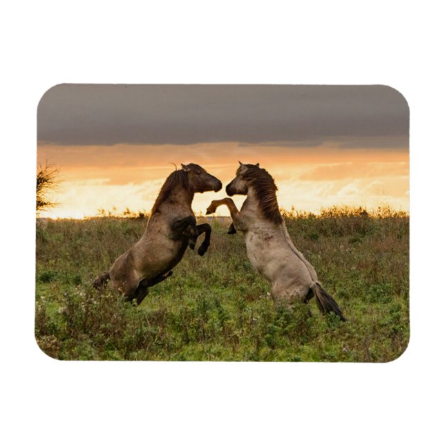 Prancing wild horses rectangular magnet (Horizontal)