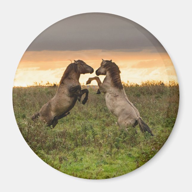Prancing wild horses round magnet (Front)
