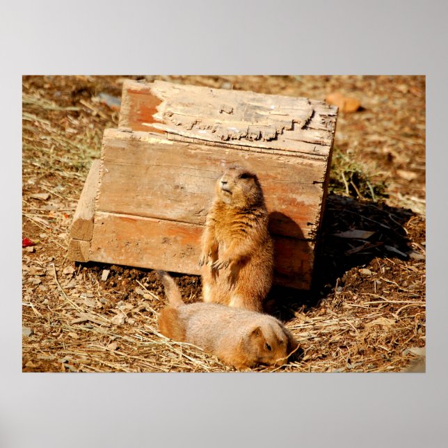 Prarie Dogs Poster (Front)