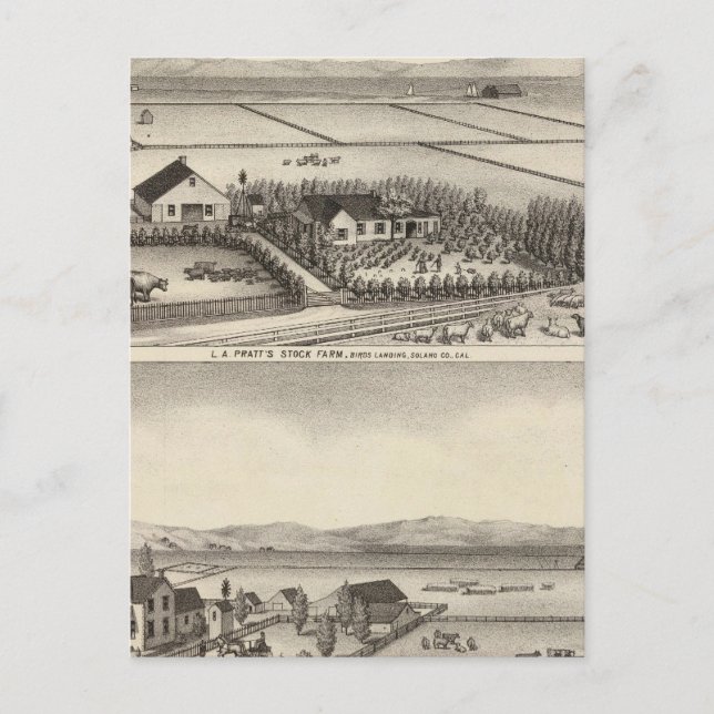 Pratt, Stewart farms Postcard (Front)