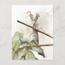 Pray Mantis watercolor 