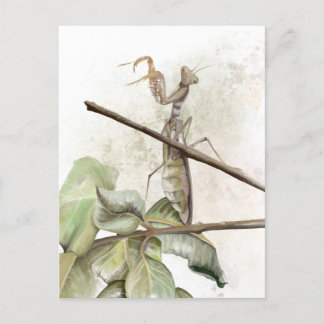 Pray Mantis watercolor Postcard