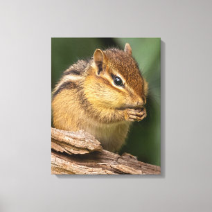 Prayerful Chipmunk Canvas Print