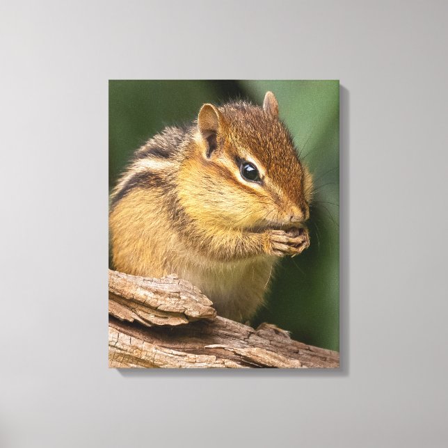 Prayerful Chipmunk  Canvas Print (Front)
