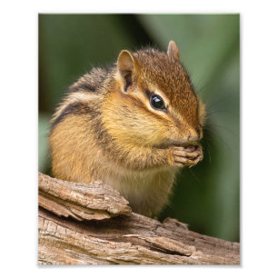 Prayerful Chipmunk  Photo Print
