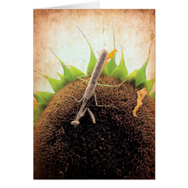 Praying For Sunshine (Front)