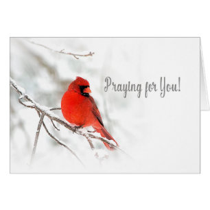 Praying for You - Red Cardinal Snow Scene
