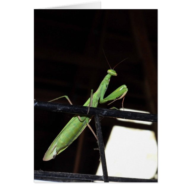 Praying Manits (Front)