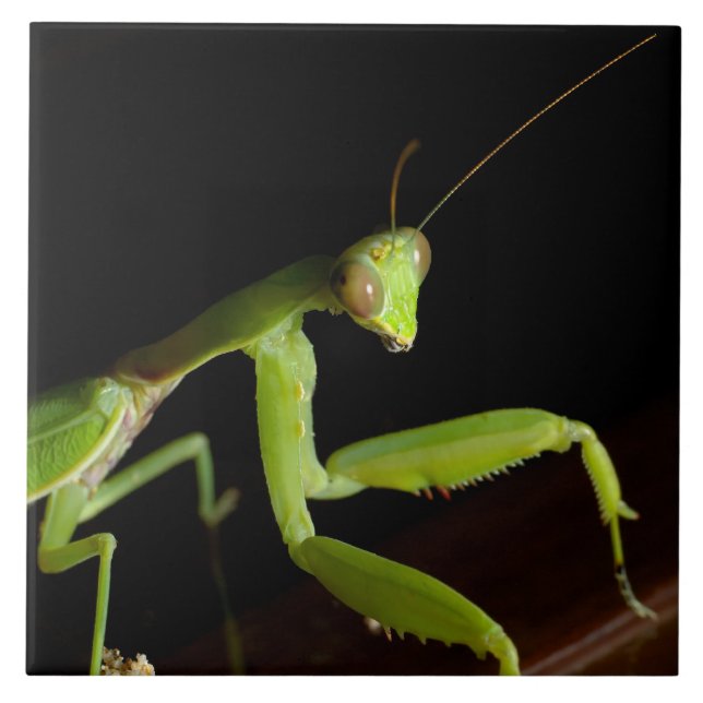 Praying mantid tile (Front)