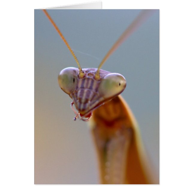 Praying Mantids (Front)