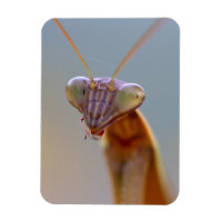 Praying Mantids