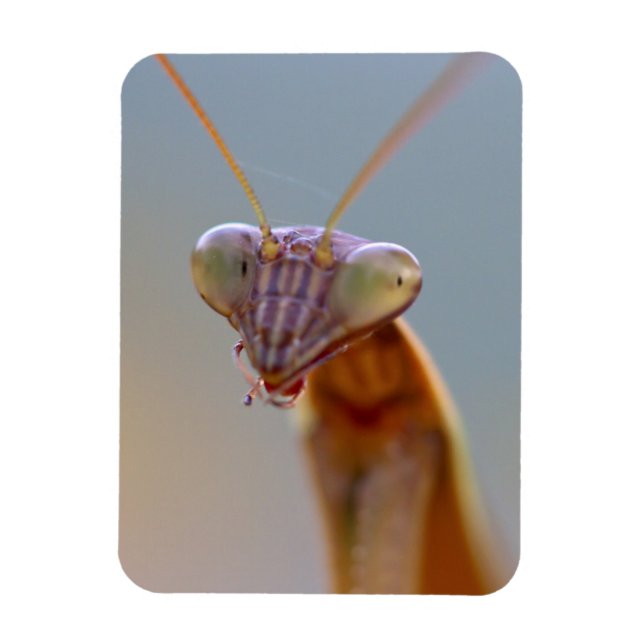 Praying Mantids Magnet (Vertical)