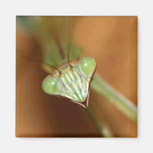 Praying Mantids Magnet