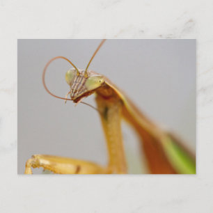 Praying Mantids Postcard