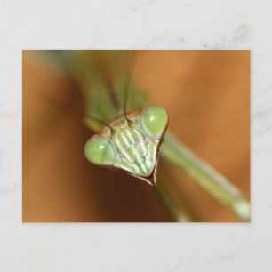 Praying Mantids Postcard