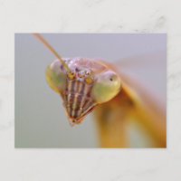Praying Mantids