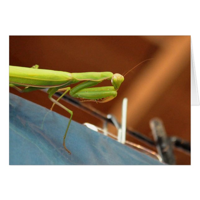 Praying Mantis (Front Horizontal)