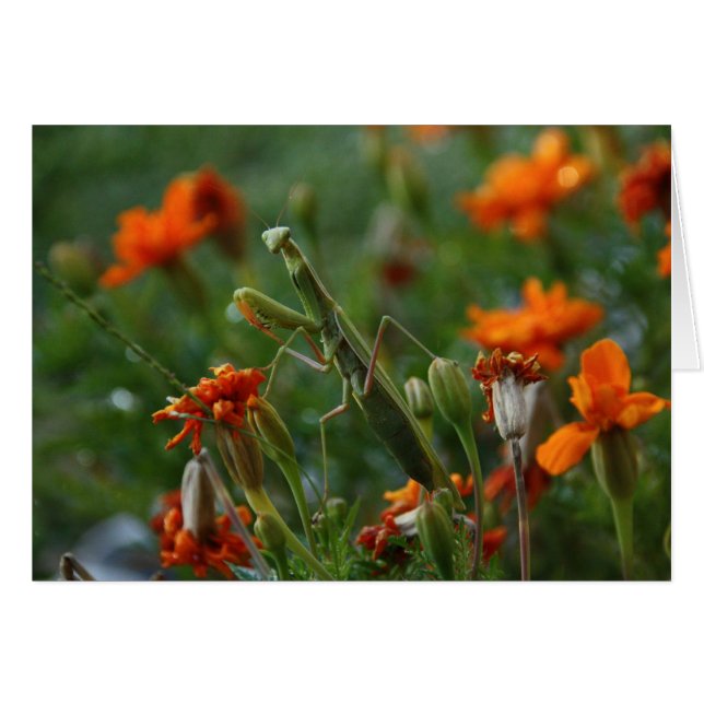 Praying Mantis (Front Horizontal)