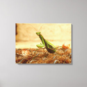 Praying Mantis Canvas Print