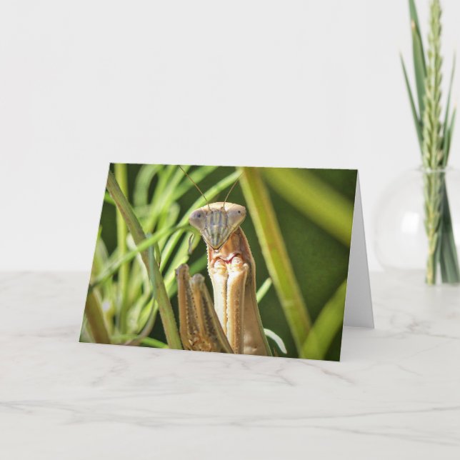 Praying Mantis Card (Front)