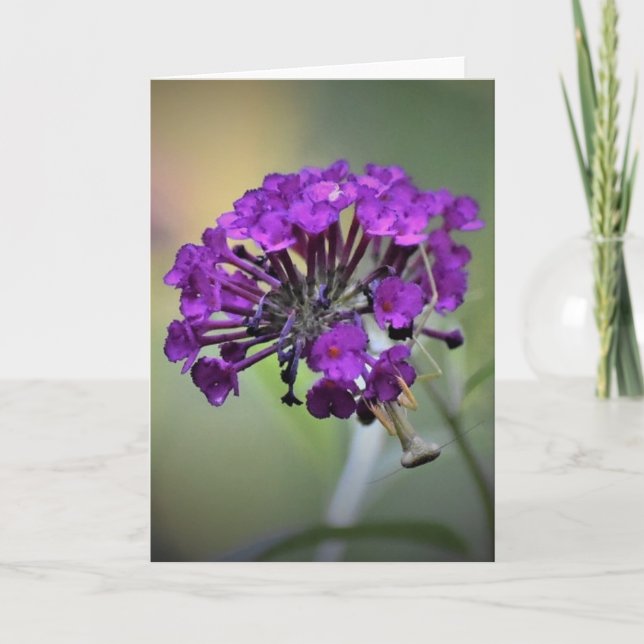 Praying Mantis, card (Front)