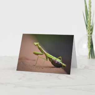 Praying Mantis, card